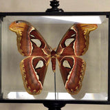 Attacus Atlas in Glass Box