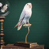 Parakeet Taxidermy