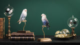Parakeet Taxidermy