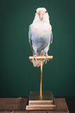 Parakeet Taxidermy