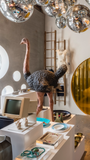 Ostrich